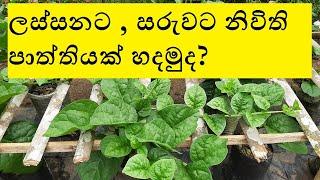 Niwithi Wagawa  නිවිති වගාව -2   spinach Malabar cultivation 