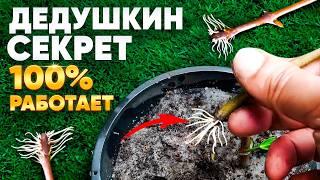 МЕТОД УКОРЕНЕНИЯ любой палки РАБОТАЕТ 100%