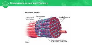 10 класс. Биология. Строение поперечно-полосатой мышечной ткани. 21.04.2020