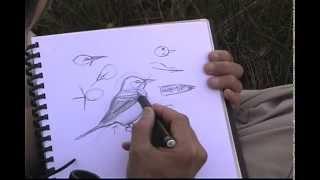 How to Sketch Birds