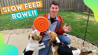 Best Slow Feeder Dog Bowl What to do if my dog eats too fast