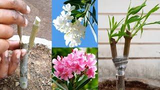 oleander 2 different colour graft on the same plant  oleander double grafting  grafting technique