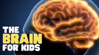 The Brain for Kids  Learn cool facts about the human brain