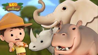 ¡ANIMALES GIGANTES  ¡Elefantes hipopótamos y MÁS   30 MIN  Leo el Explorador  Animación