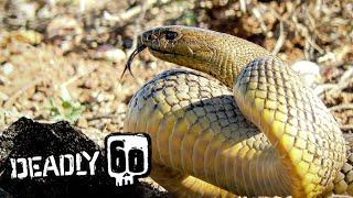 The most venomous snake on earth  Deadly 60  BBC Earth Kids