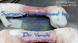 contracted digital flexor tendon surgical correction in cow calf