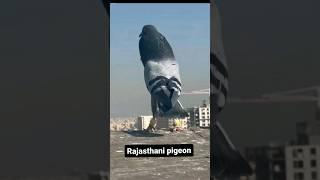 Sher Ka Baap Babbar Sher   kabutar stutas video pigeon #tiktok #shorts #viralvideo #kabutar