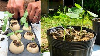 Reuse eggshells to grow cucumber plants and then grow a trellis of cucumbers with lots of fruit