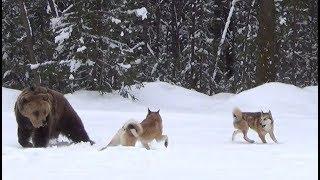 Очень опасная охота на МЕДВЕДЯпроизошла трагедия.