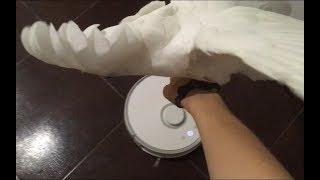 Xiaomi Roborock Sweep One Vacuum Cleaner and Cockatoo Zhu