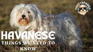 10 Reasons Why Havanese Dogs Make the Best Pets