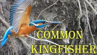 Зимородок в Днепровских плавнях  Common kingfisher  Martin pescatore