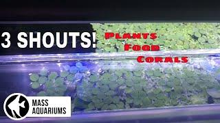 Floating Plants Food and CORALS 3 YouTube SHOUT OUTS