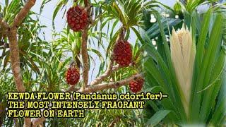 KEWDA FLOWERPandanus odoratissimus- THE MOST INTENSELY SWEET ROSE LIKE FRAGRANT ON EARTH