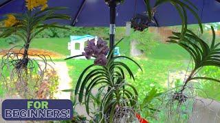 My Favorite Most Successful Method of Growing Vanda Orchids  - Must Watch