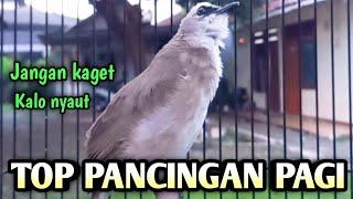 trucukan gacor EMOSI ROPEL PANJANG pancingan trucukan agar bunyi JADIKAN burung trucukan gacor NYAUT