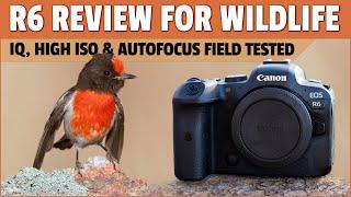 Canon R6 Review for Bird Photography - Image Quality High ISO Performance and Autofocus Tested