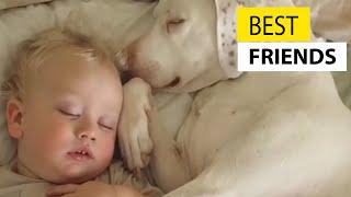 Cute Baby Playing With Dogs Compilation - Baby Pets Video  JukinVideo