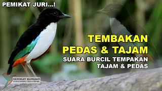 Variasi Suara Burcil Full Tembakan Pedas dan Tajam Untuk Masteran Burung Lomba Masteran Pemikat Juri