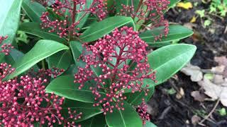 Skimmia Japonica