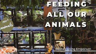 Talk with Bubba - Feeding All Our Animals 100+ animals