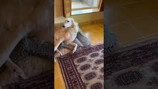 U needed a compilation #borzoi #seniordog #dogs #weird #unhinged #hoark #doglife #care #love #howl