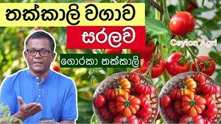 කඩෙන් ගන්න තක්කාලි ගෙඩි පැල කරමුද? Goraka Thakkali Wagawa  Tomato  Ceylon Agri  Episode 286