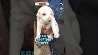 Free Adoption  Labrador Retriever Puppy #Shorts #TuffyZone