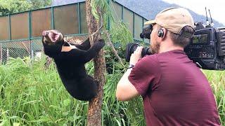 Filming Baby Sun Bears Is NOT Easy  Bears About The House  BBC Earth