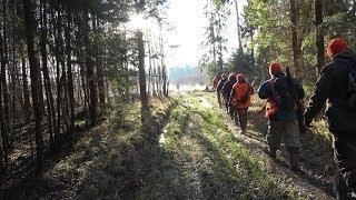 ОХОТА на ЛОСЯ загоном прошла удачно.  Беги Лёша беги