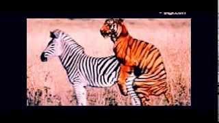 animal sex videos   funny sex video   crazy videos