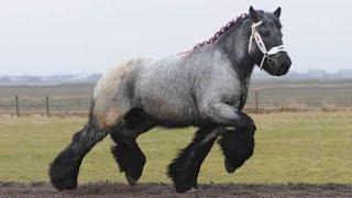 Dutch Draft Horses  Calm Focused Energy