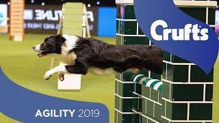 Agility - Championship Final  ​Crufts 2019