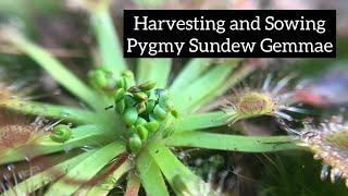 How to Harvest and Sow Pygmy Sundew Gemmae