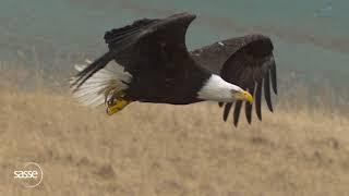 Detailed SloMo of Eagle in Flight 1000fps #eagles #slomo #nature