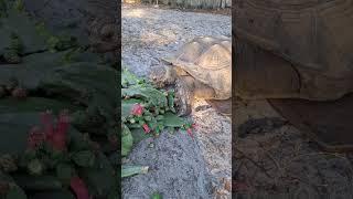 KURTs TORTOISE OVER 200 LBS. HOW?