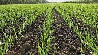 Первые всходы посевов пшеница - овес 2024 #сезон2024