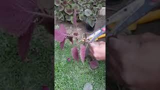 طريقة تكاثر نبات السجاد الكوليوس وطريقة الاعتناء به