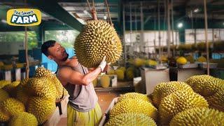 How Durians Grow Harvesting the Stinkiest Fruit in the World