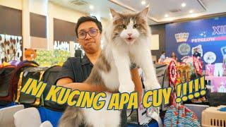 MAIN KE LOMBA KUCING TERBESAR DI INDONESIA