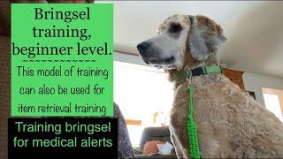 Bringsel training beginner level  item retrieval training  full uncut training session