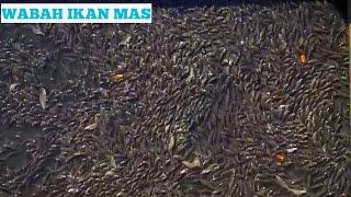 INVASIF IKAN MAS  ikan Mas Di Basmi Dengan Virus