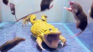 Asian Bullfrog With Many Big Mouse Asian Bullfrog Live Feeding