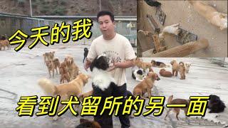 2024-9-10 Xiaoxus Life with Dogs 流浪狗犬留所狗狗饿的直接把自己同伴的尸体吃了，看完视频后我整个人以泪洗面。