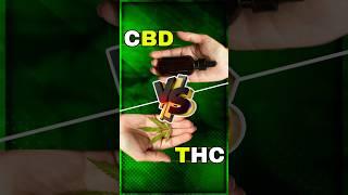 سی بی دی  CBD چیست ؟ و چه فرقی با THC دارد ؟️🪴