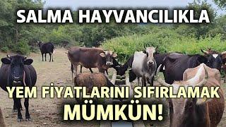 Salma Hayvancılıkla Yem Fiyatlarını SIFIRLAMAK MÜMKÜN - Çobanla Baş Başa