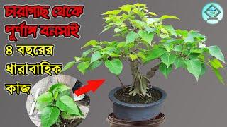 চারাগাছ থেকে ধাপে ধাপে বনসাই তৈরির পদ্ধতি  How to Make Bonsai from Saplings  Pakur Bonsai 