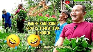 PANEN KANGKUNG GRATIS DI SURINAMETINGGAL PETIK‼BLUSUKAN KE KEBUN PAK HENDREK