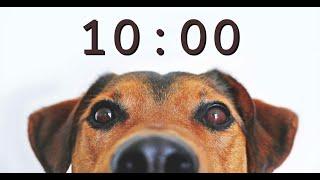 10 Minute Timer for School and Homework - Dog Bark Alarm Sound