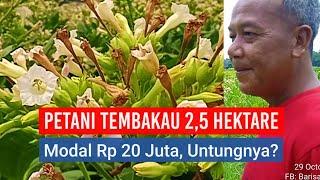 CERITA PETANI JOMBANG TANAM TEMBAKAU 25 HEKTARE MODAL Rp 20 JUTA-AN BERAPA UNTUNGNYA?